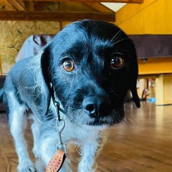 Domino -  Dachshund and English Springer Spaniel Dog for Adoption in Boerne, Texas - Domino | PetCurious