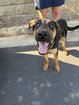 Buckeye -  Mixed Breed Dog for Adoption in Atlanta, Georgia - Buckeye | PetCurious