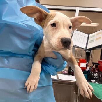 Lil -  Pit Bull Terrier Dog for Adoption in Birmingham, Alabama - Lil | PetCurious