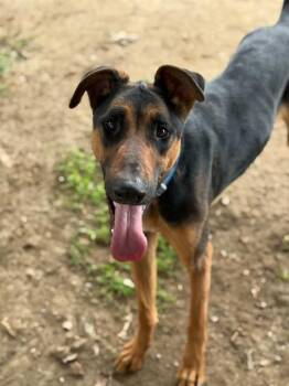 TOBY -  Doberman Pinscher and Mixed Breed Dog for Adoption in Riverside, California - TOBY | PetCurious