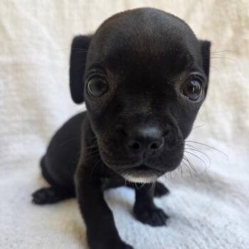 Puppy3 -  Chihuahua Dog for Adoption in Calimesa, California - Puppy3 | PetCurious