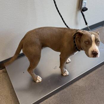 Mixed Breed Dogs Available for Adoption - Cannabis | PetCurious