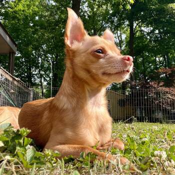 Chihuahua Dogs Available for Adoption in High Point, North Carolina - Paco | PetCurious