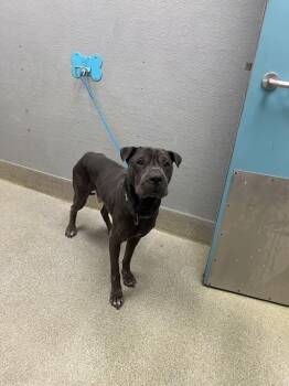 Shar Pei Dogs Available for Adoption in Las Vegas, Nevada - KILLUA | PetCurious
