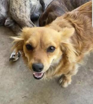 Papillon and Spaniel Dogs Available for Adoption in New York, New York - Sophie  | PetCurious