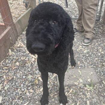 Gigi -  Poodle Dog for Adoption in Sonoma, California - Gigi | PetCurious