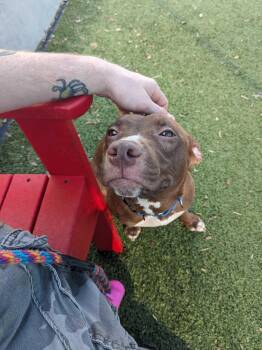 SAVANNAH -  Terrier Dog for Adoption in Holbrook, New York - SAVANNAH | PetCurious
