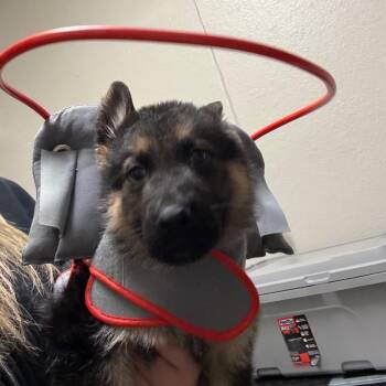 German Shepherd Dog Dogs Available for Adoption - 1 (2026) Creed | PetCurious