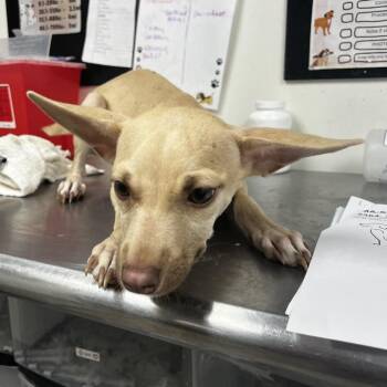 Gretta -  Chihuahua Dog for Adoption in Portland, Maine - Gretta | PetCurious