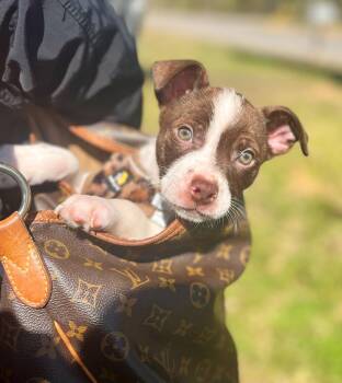Boston Terrier Dogs Available for Adoption - Charlie Brown | PetCurious
