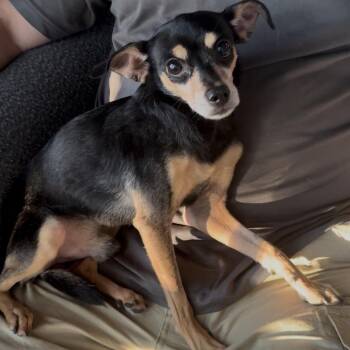Bandit -  Miniature Pinscher and Chihuahua Dog for Adoption in Las Vegas, Nevada - Bandit | PetCurious