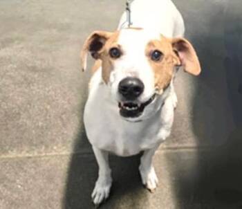 Labrador Retriever and Mixed Breed Dogs Available for Adoption - A522272 | PetCurious