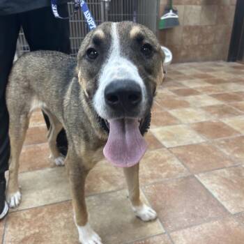 FWT Knuckles -  Great Pyrenees and American Staffordshire Terrier Dog for Adoption in Midland, Texas - FWT Knuckles | PetCurious