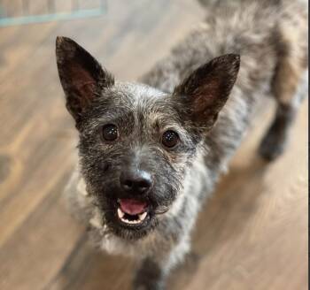 Cairn Terrier and Mixed Breed Dogs Available for Adoption - Dorothy | PetCurious