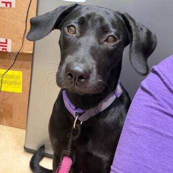 Black Labrador Retriever Dogs Available for Adoption in Sebring, Florida - Honey | PetCurious