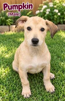 Pumpkin (m) -  Hound and Australian Cattle Dog Blue Heeler Dog for Adoption in Nashville, Tennessee - Pumpkin (m) | PetCurious