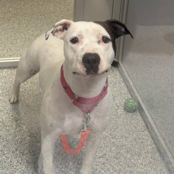 Mixed Breed Dogs Available for Adoption in Mentor, Ohio - Willow | PetCurious