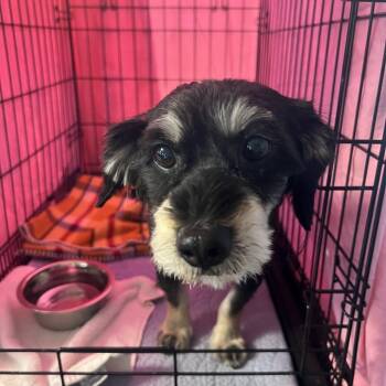 Willy -  Mixed Breed Dog for Adoption in San Francisco, California - Willy | PetCurious