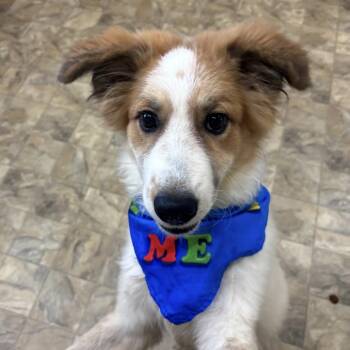 Cody -  Anatolian Shepherd Dog for Adoption in Pilot Point, Texas - Cody | PetCurious