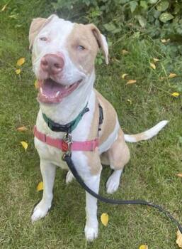 Toky -  Catahoula Leopard Dog and Mixed Breed Dog for Adoption in Stanwood, Washington - Toky | PetCurious