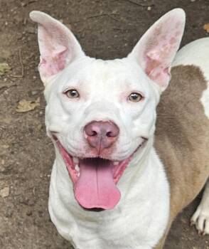 Bella Rose -  American Bulldog and Pit Bull Terrier Dog for Adoption in Heathsville, Virginia - Bella Rose | PetCurious