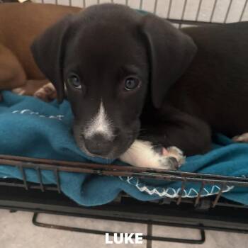 Luke -  Labrador Retriever Dog for Adoption in Rincón, Rincón - Luke | PetCurious