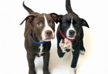 American Bulldog and Mixed Breed Dogs Available for Adoption in Fort Lauderdale, Florida - ICE | PetCurious