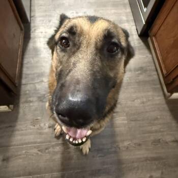 Rescue German Shepherd Dog Dogs for Adoption in Petaluma, California - Zeke | PetCurious