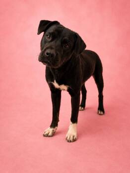 Galleria -  Boxer Dog for Adoption in Las Vegas, New Mexico - Galleria | PetCurious