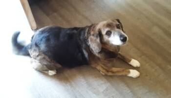 Rescue Beagle and Shepherd Dogs for Adoption in Gillsville, Georgia - Captain | PetCurious