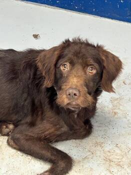 Oscar -  Retriever Dog for Adoption in Hartsville, South Carolina - Oscar | PetCurious