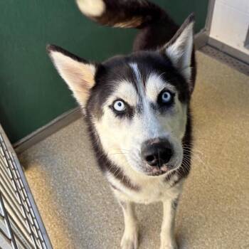 Husky Dogs Available for Adoption in Reno, Nevada - Aria | PetCurious
