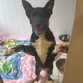 Mixed Breed Dogs Available for Adoption - Disco Man | PetCurious