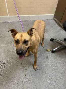 Malu -  Terrier and Mixed Breed Dog for Adoption in Honolulu, Hawaii - Malu | PetCurious