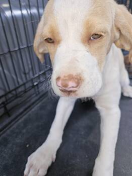 Lemon -  Labrador Retriever and Terrier Dog for Adoption in Blairsville, Georgia - Lemon | PetCurious
