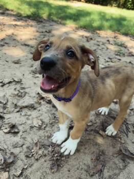 Rescue Labrador Retriever and German Shepherd Dog Dogs for Adoption in Mckinney, Texas - Purple | PetCurious