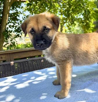 Belgian Shepherd Malinois and German Shepherd Dog Dogs Available for Adoption in San Antonio, Texas - Finn | PetCurious