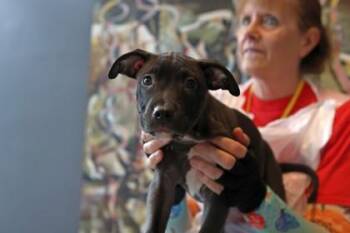 Mike D -  Mixed Breed Dog for Adoption in West Chester, Pennsylvania - Mike D | PetCurious