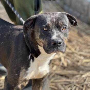 Remington -  Mixed Breed Dog for Adoption in Huntington, West Virginia - Remington | PetCurious