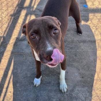 Rescue Mixed Breed Dogs for Adoption in Georgetown, South Carolina - Kasandra | PetCurious