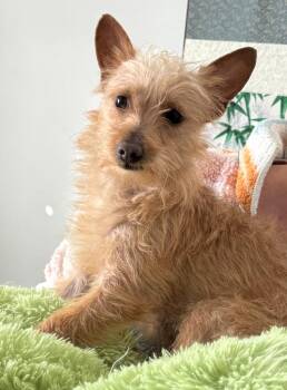 Chihuahua and Terrier Dogs Available for Adoption - Dusty | PetCurious