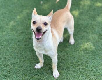 Rescue Chihuahua Dogs for Adoption in Santa Clara, California - BONNET | PetCurious