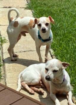 Tinker Cooter -  Chihuahua and Dachshund Dog for Adoption in Cross Timber, Texas - Tinker Cooter | PetCurious