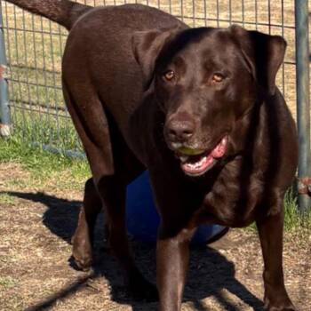 Chocolate Labrador Retriever Dogs Available for Adoption - CT Caroline | PetCurious