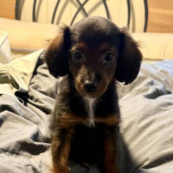 Eleanor 22502 -  Dachshund and Mixed Breed Dog for Adoption in Cumming, Georgia - Eleanor 22502 | PetCurious