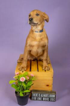 Shepherd Dogs Available for Adoption - 157-26 | PetCurious