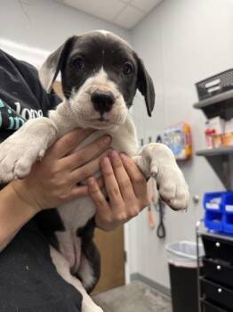 Mixed Breed Dogs Available for Adoption in North Charleston, South Carolina - 06686B Sedona | PetCurious