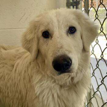 Great Pyrenees Dogs Available for Adoption in Yanceyville, North Carolina - Lolly 26-0297 | PetCurious