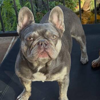 Jackson -  French Bulldog Dog for Adoption in Las Vegas, Nevada - Jackson | PetCurious