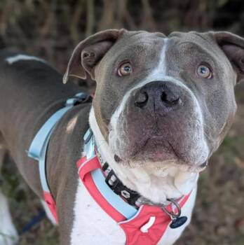 Lava Lamp -  Pit Bull Terrier Dog Available for Adoption in Santa Rosa, California - Lava Lamp | PetCurious